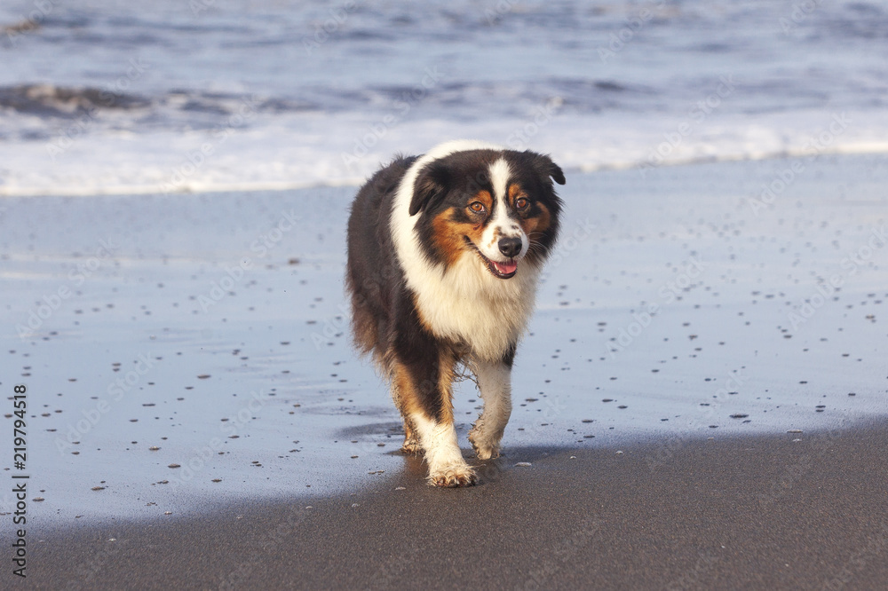Perro Pastor Australiano corriendo sobre la arena mojada de una playa