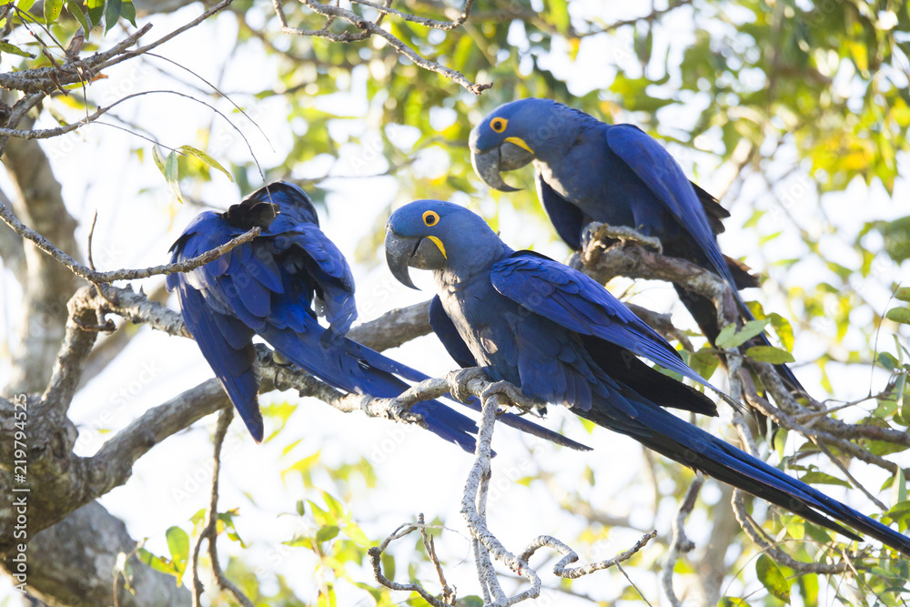 Naklejka premium Hiacyntowe ary, Pantanal, Brazylia