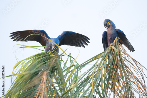 Hyacinth macaws, Pantanal, Brazil