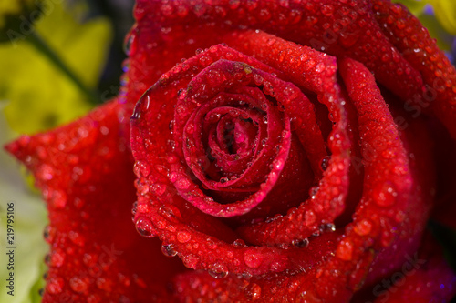Red Rose - Romantic Flower