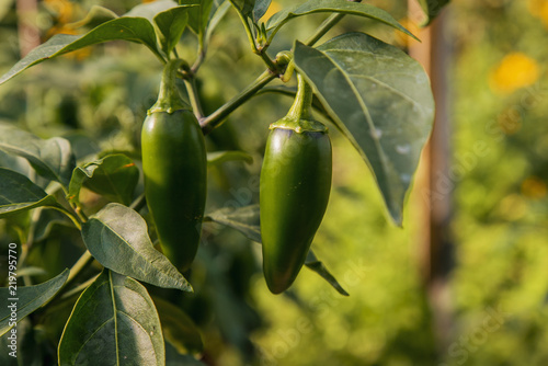 Jalapeno (jalapeño) hot chilli peppers ripening on plant