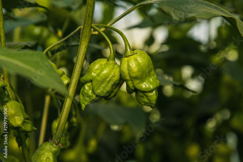 Green Trinidad Scorpion hot peppers on plant