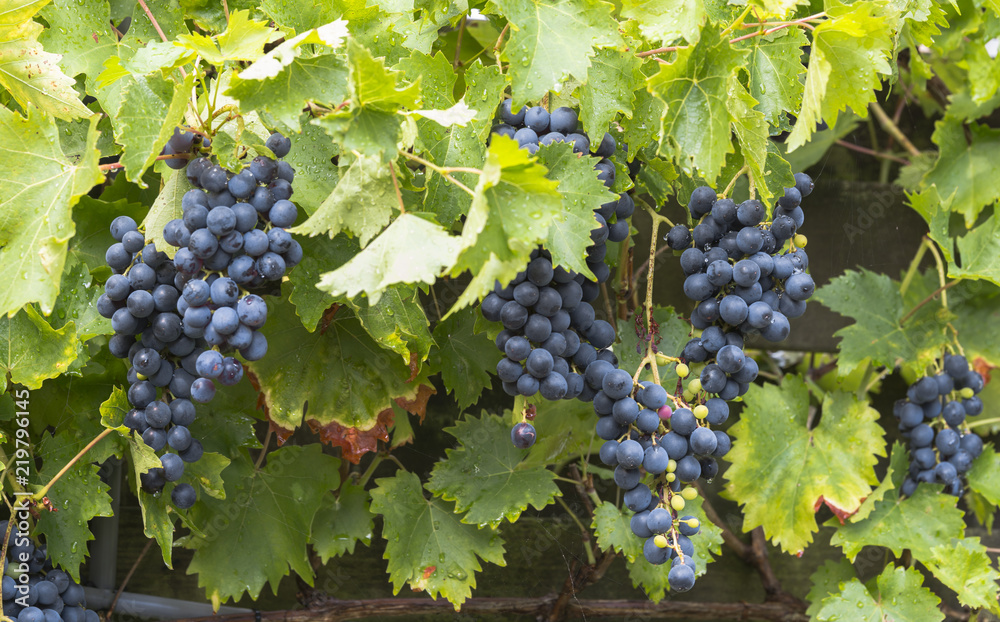 large bunches of blue grapes