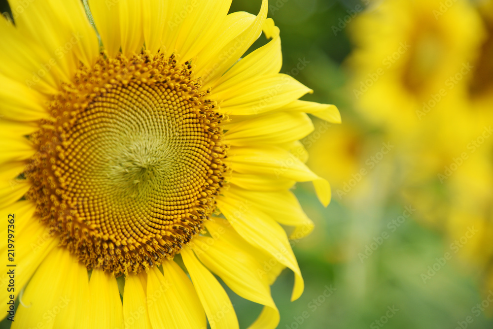 morning sunflower In the garden morning sunflower In the garden