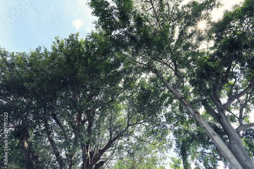 View under big tree in the garden.