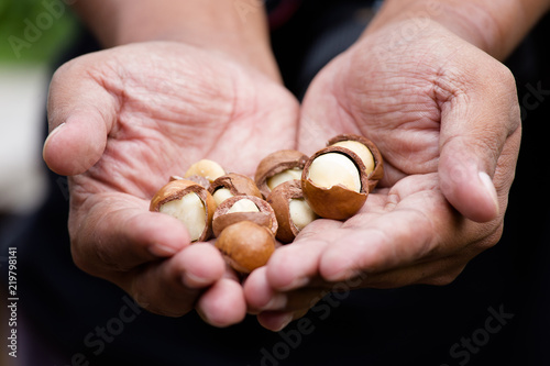 macadamia nut on hand in the sunshine