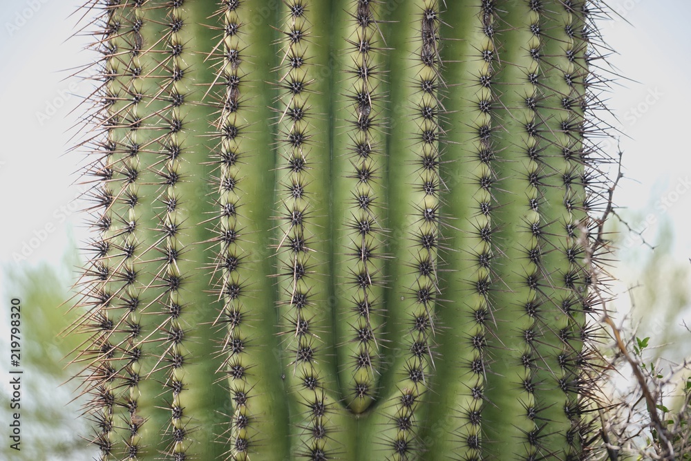cactus needle texture cactus needle texture