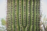 cactus needle texture
