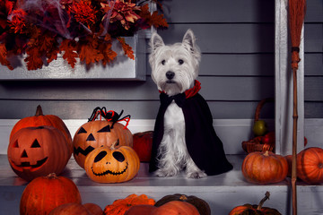 Funny west highland white terrier dog in scary halloween costume and black Dracula cloak sitting outdoor with  pumpkins with fear spooky faces and autumns fail leaves. Halloween night concept.