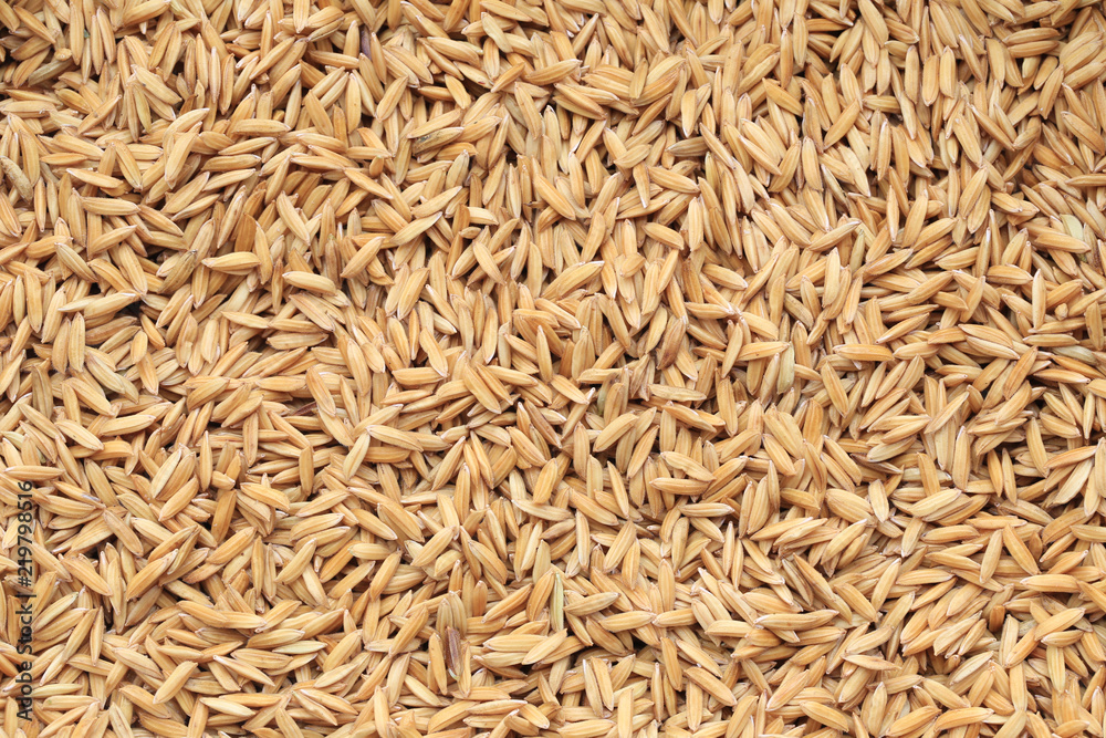 Paddy dried of rice background.
