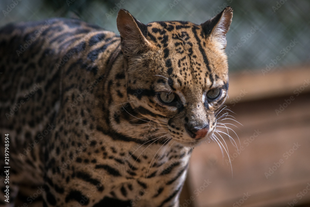 Fototapeta premium Jaguatirica / Ocelot (Leopardus pardalis)