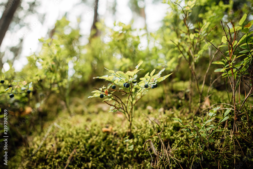 Beautiful view of the forest in the morning. Woody plants
