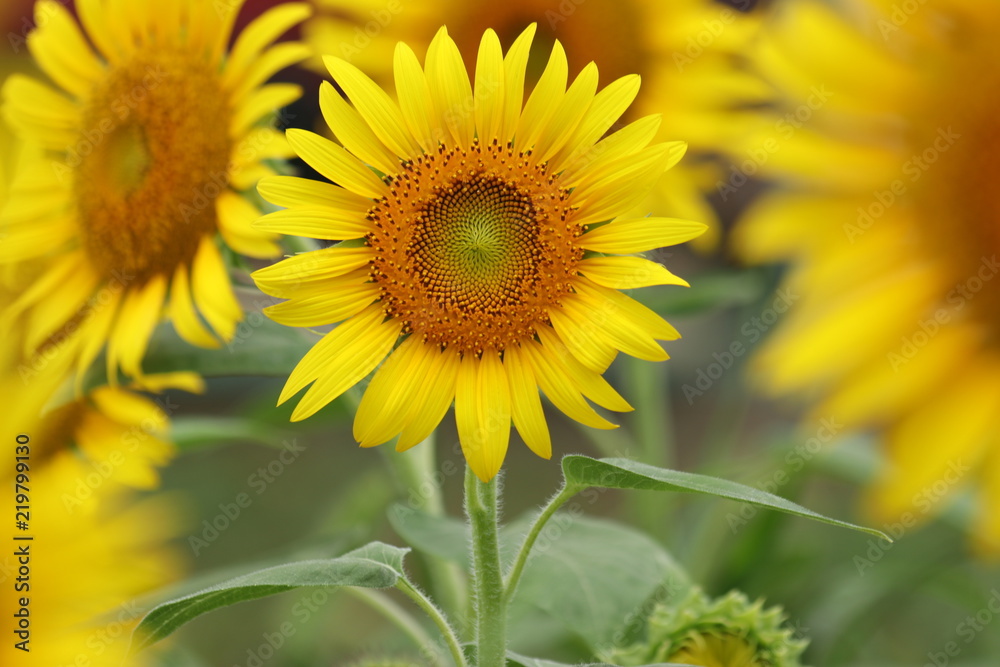 Sunflower field in japan