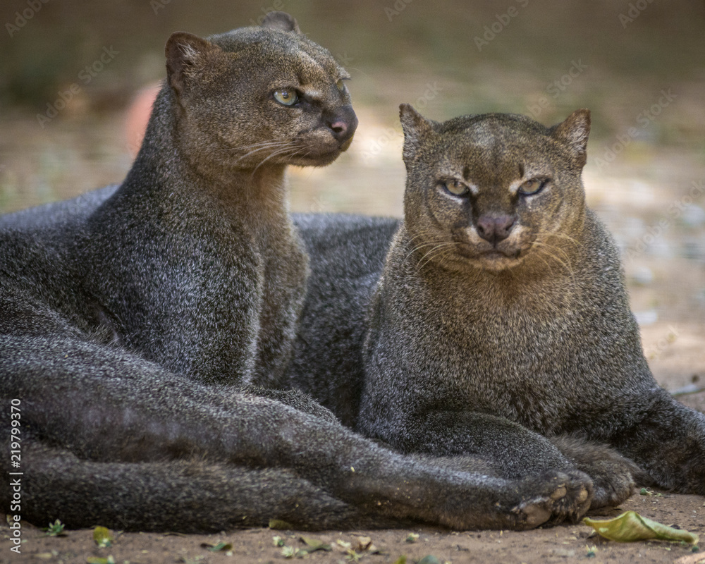 Gato Mourisco / Jaguarundi (Puma yaguarondi) Stock Photo | Adobe Stock