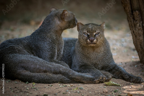 Gato Mourisco / Jaguarundi (Puma yaguarondi) photo
