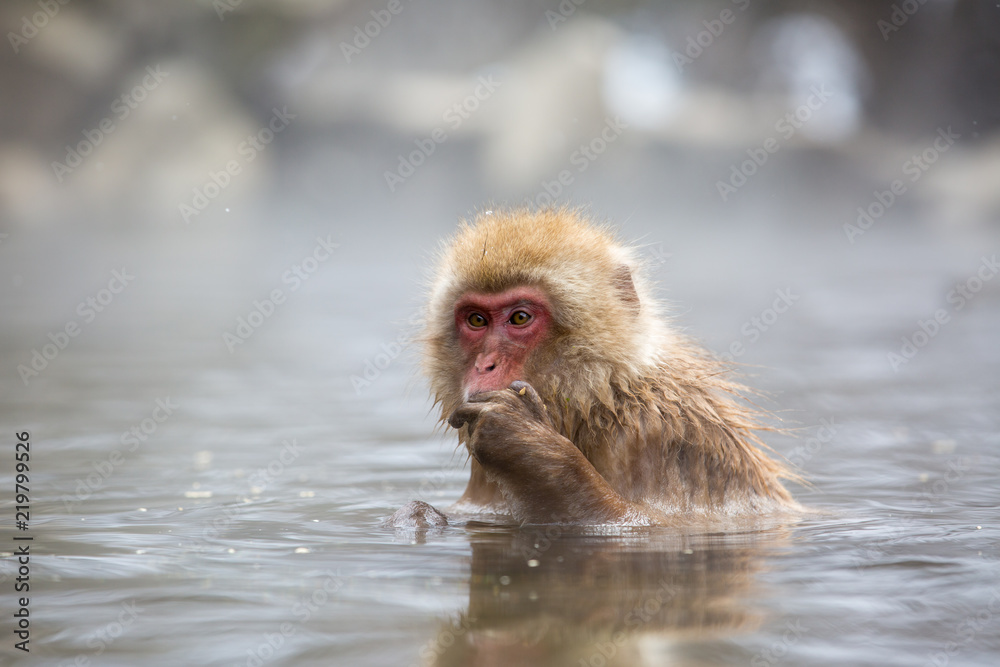 Naklejka premium macaque monkey in a bath in japan