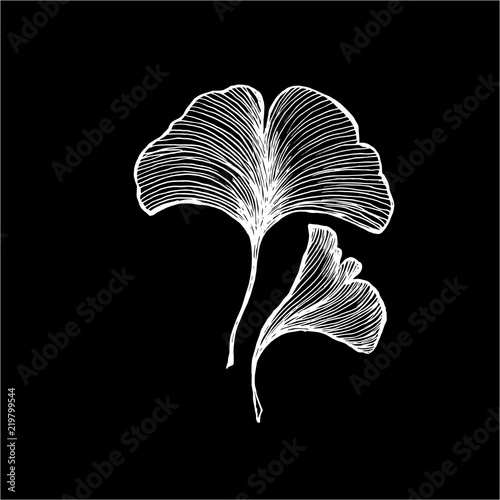 Vector of leaves ginkgobiloby. Black and white drawing by hand. Idea for tattoo.