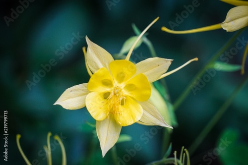 Fototapeta Naklejka Na Ścianę i Meble -  golden columbine blooming