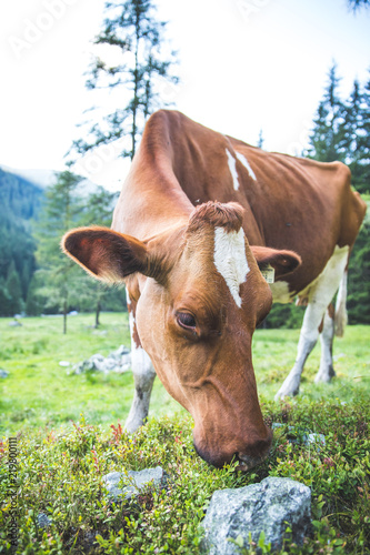 Pinzgauer Kuh grast auf Alm  Natur pur  Nahaufnahme