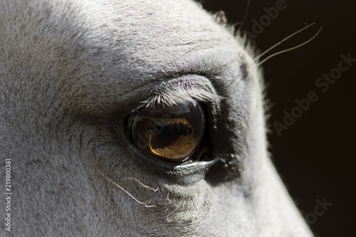 Ojo de un caballo