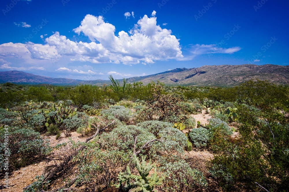 saguaro national park plants
