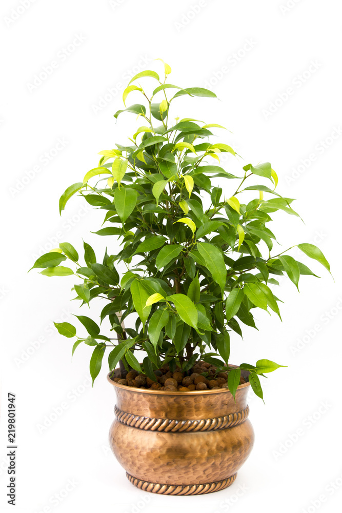 ficus benjamina in a metal rustic pot ficus benjamina in a metal rustic pot