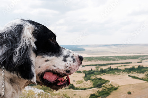 white big Dog looking down on plain. English setter outdoors