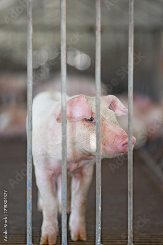 Small piglet waiting feed in the stall, group of mammal stay indoor on the farm