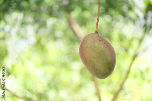 Fresh tropical mango on tree in the garden fruit.