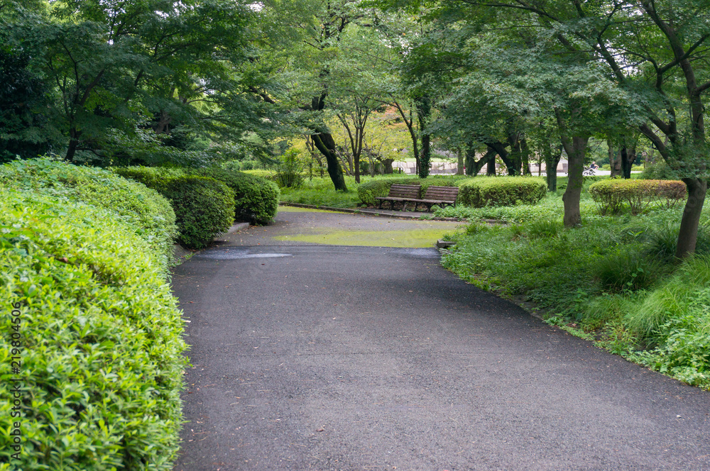 Path in the park, garden