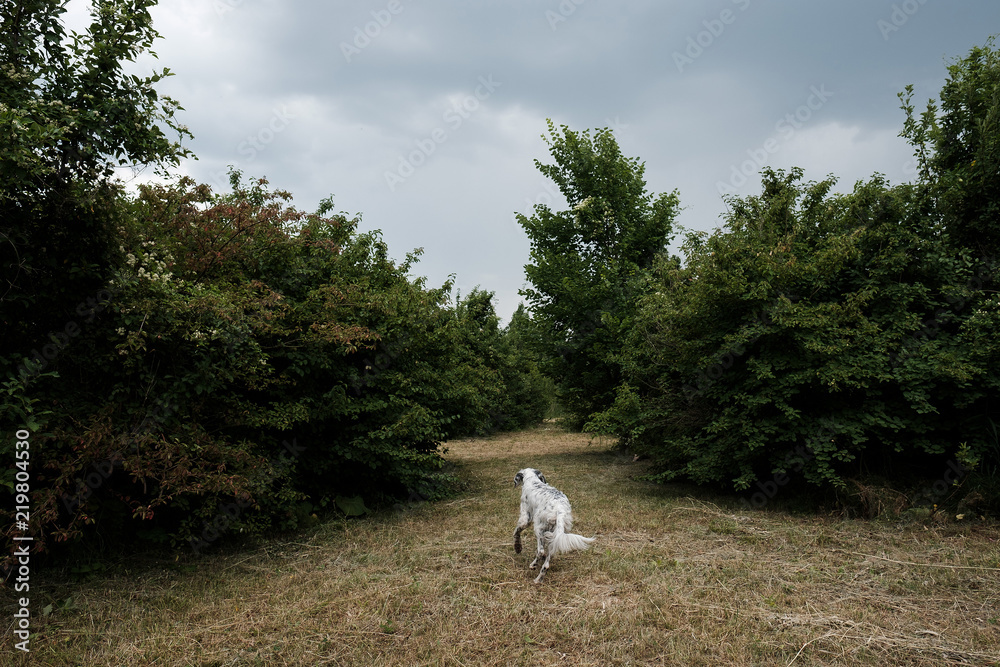white big Dog running on park. English setter outdoors white big Dog running on park. English setter outdoors