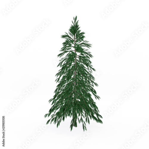 Abies tree. Isolated on white background. 3D rendering illustration. © eestingnef