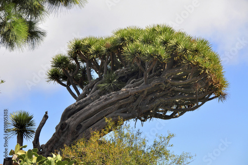 Kanarischer Drachenbaum auf Hügel, Insel La Palme, Kanaren, Spanien, Europa photo