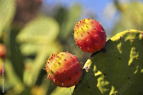 Opuntien Früchte  (Opuntia) 