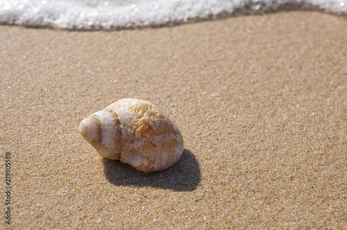seashell on the sand and sea waves