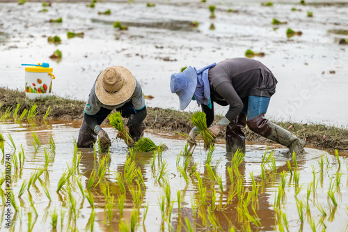 Thai farmers transplant rice seedlings in a paddy field during the rainy season