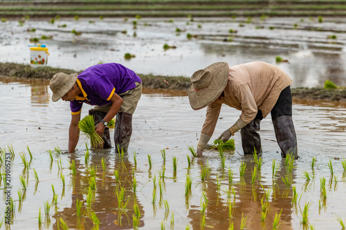 Thai farmers transplant rice seedlings in a paddy field during the rainy season