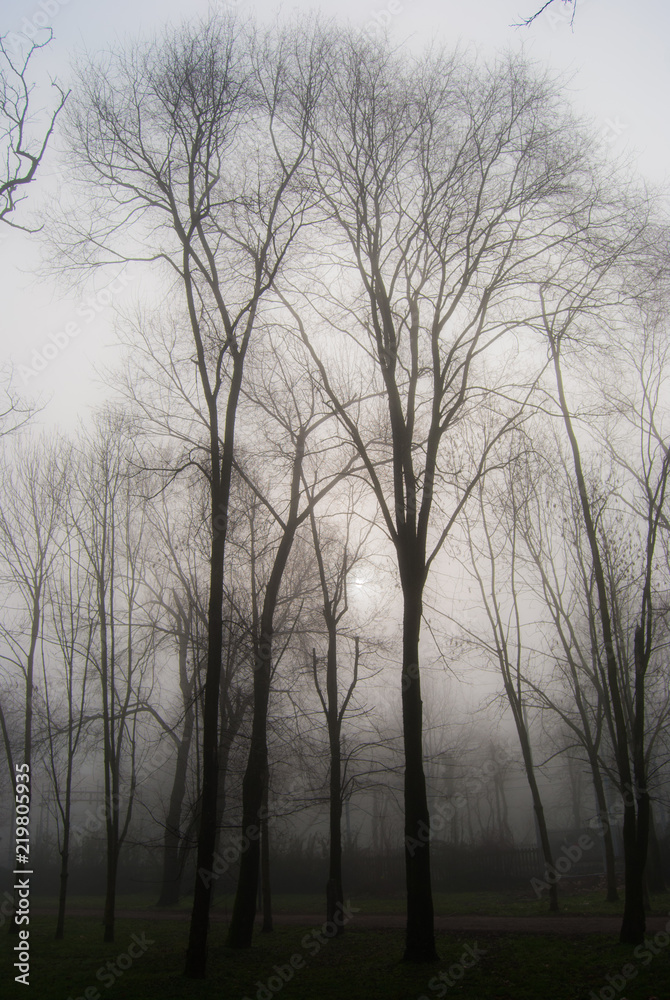 Trees leafless in the fog Trees leafless in the fog