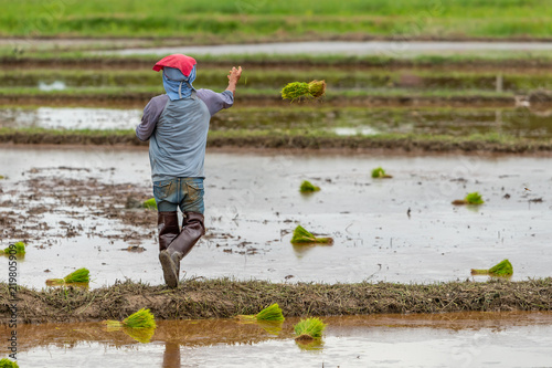 Thai farmer is throwing the rice seedlings in a paddy field during the rainy season