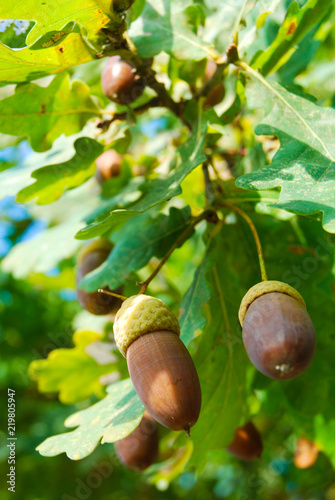 Young acorns still on the Oak tree