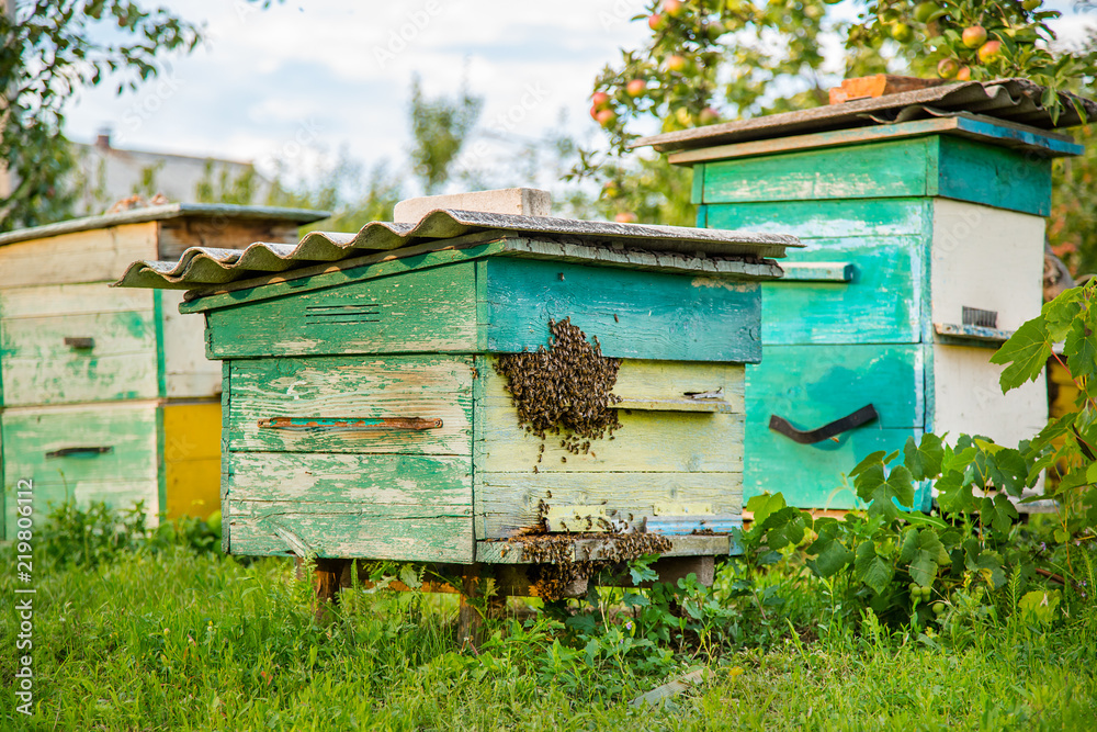 Hives in an apiary with bees flying to the landing boards in a green garden. Hives in an apiary with bees flying to the landing boards in a green garden.