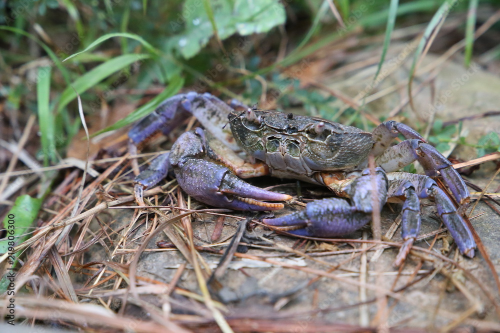 Purple Crab Closeup View in Remote Areas of Azad Kashmir Purple Crab Closeup View in Remote Areas of Azad Kashmir