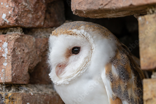 Fototapeta Naklejka Na Ścianę i Meble -  A cute little Barn Owl hiding in a hole in a brick wall