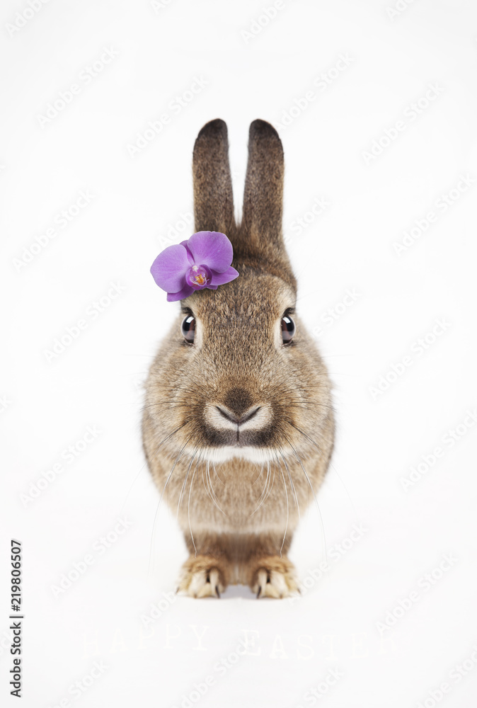 Fototapeta premium Rabbit Purple Blossom