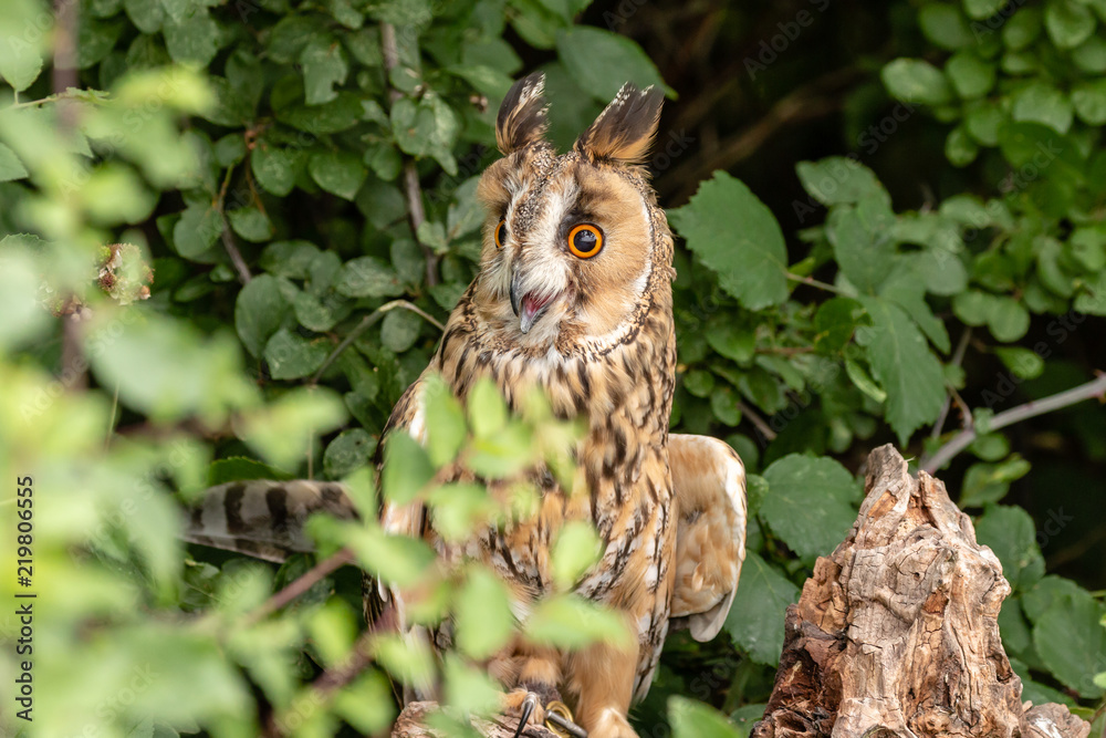 Fototapeta premium A curious looking Long Eared Owl perched in a tree in a forest