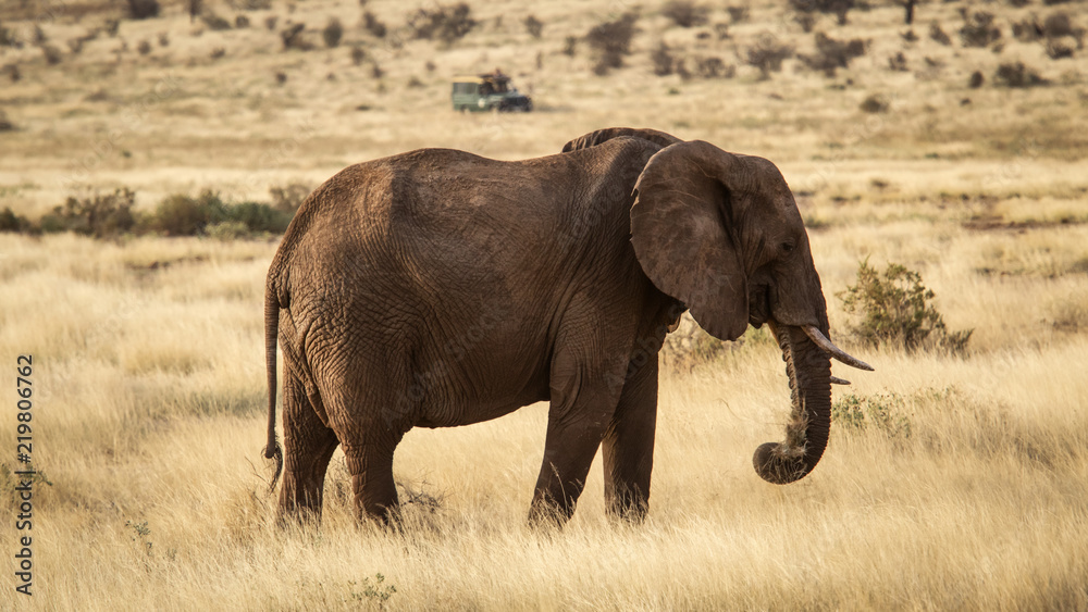 Elefante africano