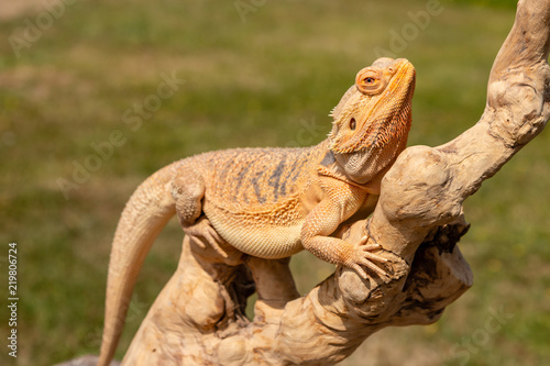 Fototapeta Naklejka Na Ścianę i Meble -  A relaxed Bearded Dragon lizard basking in the sunshine on an outdoor tree branch
