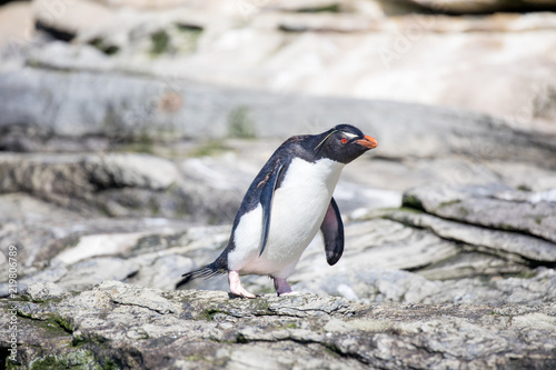 penguin in the arctic © sarah