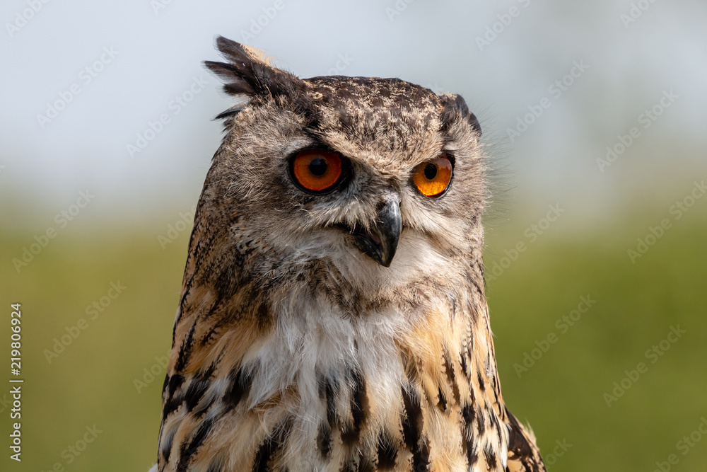 Closeup of a beautiful Eagle Owl standing in a field in summertime Closeup of a beautiful Eagle Owl standing in a field in summertime