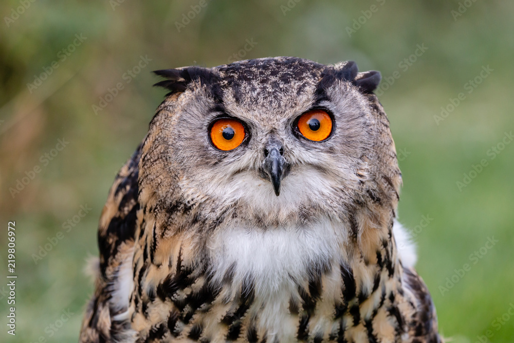 Closeup of a beautiful Eagle Owl standing in a field in summertime Closeup of a beautiful Eagle Owl standing in a field in summertime